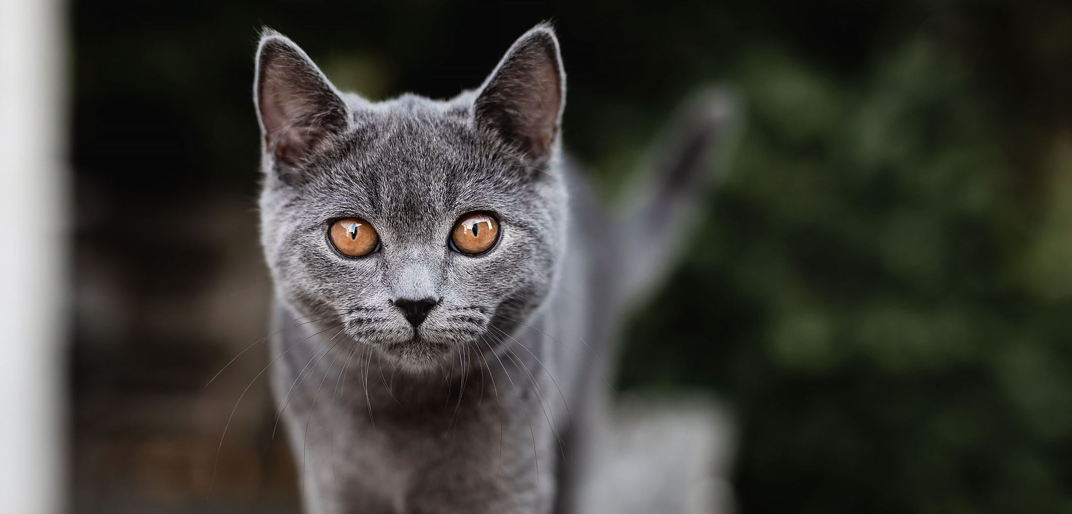katzen fotoshooting