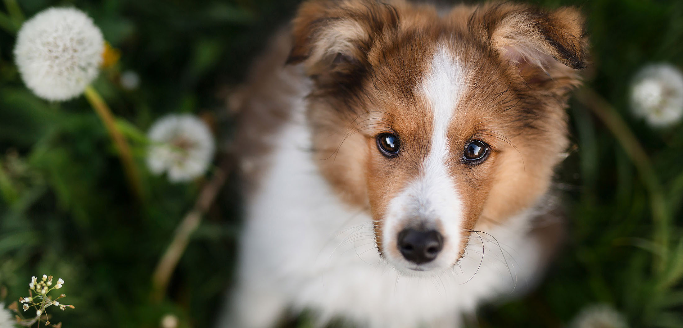 hunde fotoshooting welpe