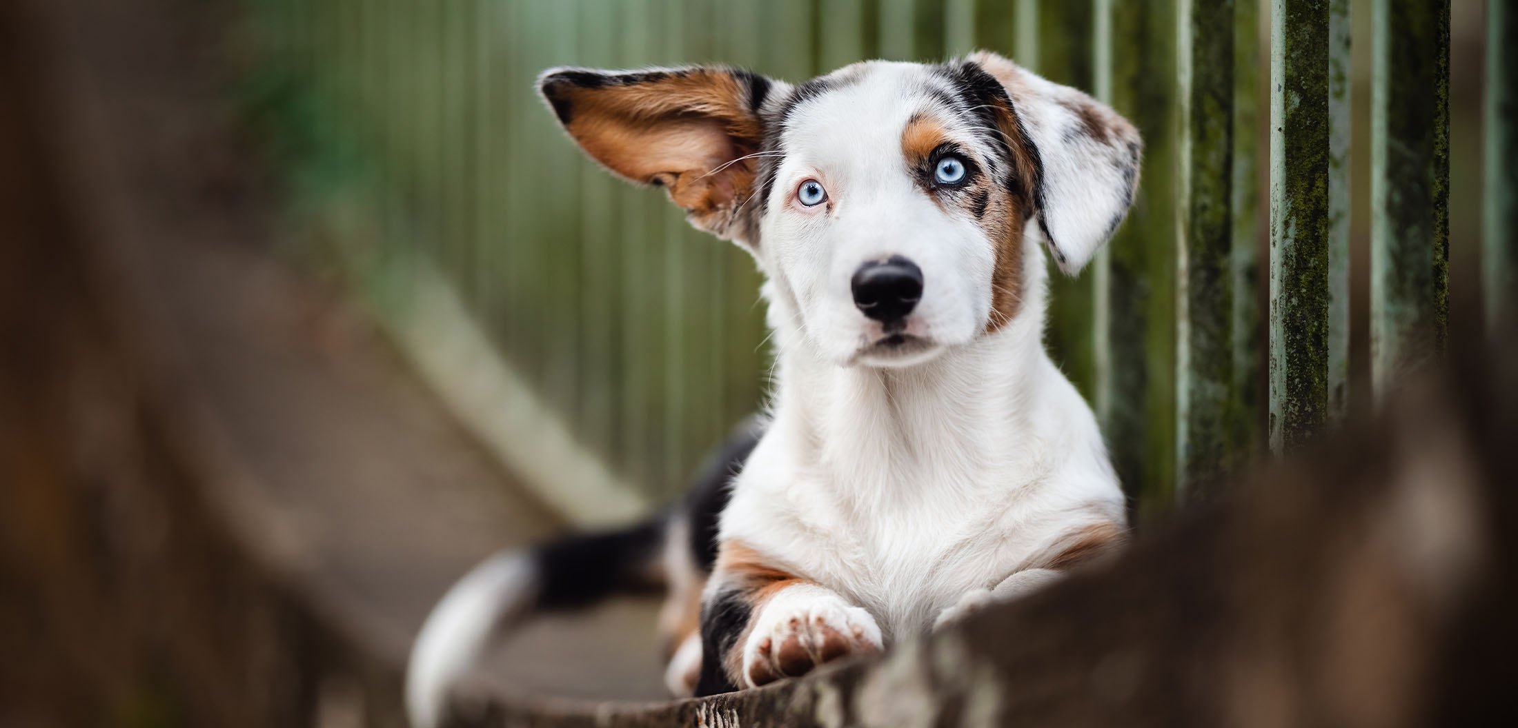 tierfotografie coachings