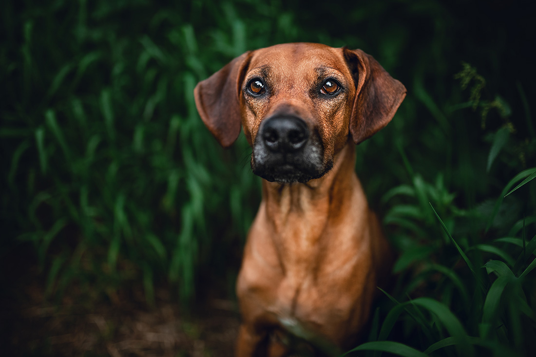 Hunde Fotoshooting