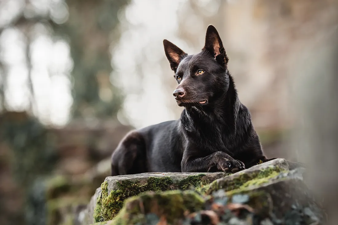 Coaching Tierfotografie Hundefotografie Bildbearbeitung Labrador in Wiese Nachher