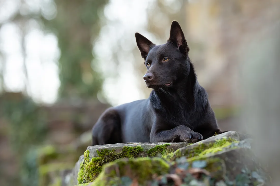 Coaching Tierfotografie Hundefotografie Bildbearbeitung Labrador in Wiese Vorher