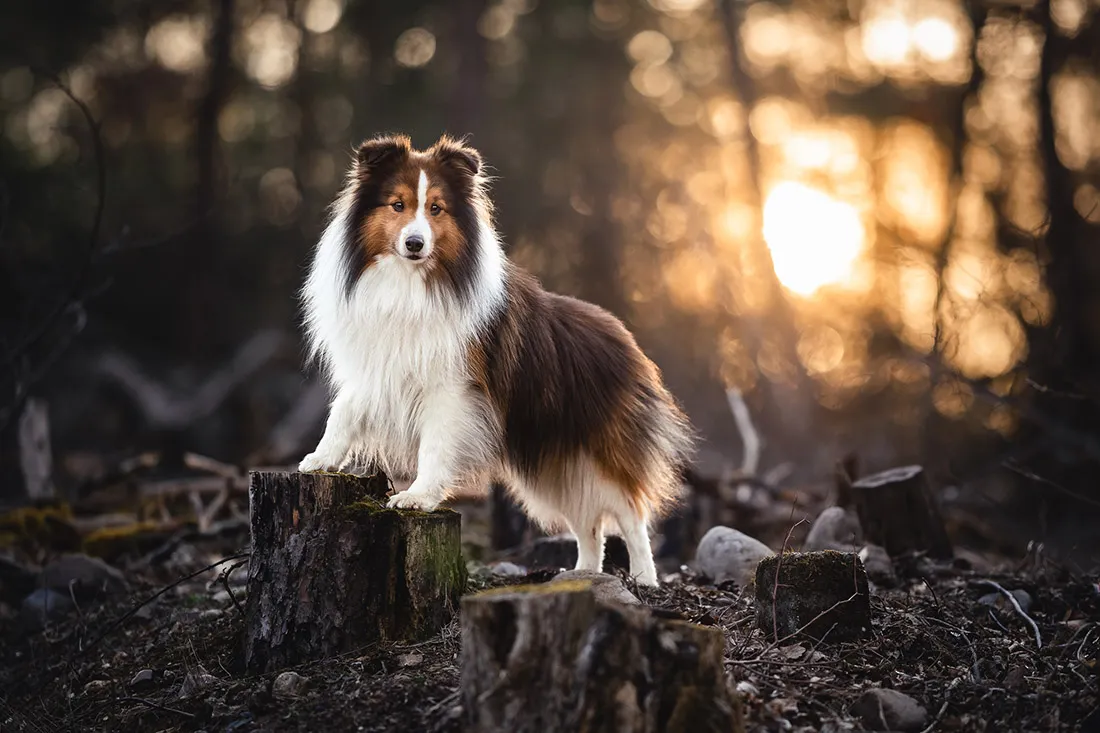 Coaching Tierfotografie Hundefotografie Bildbearbeitung Sheltie im Sonnenuntergang Nachher
