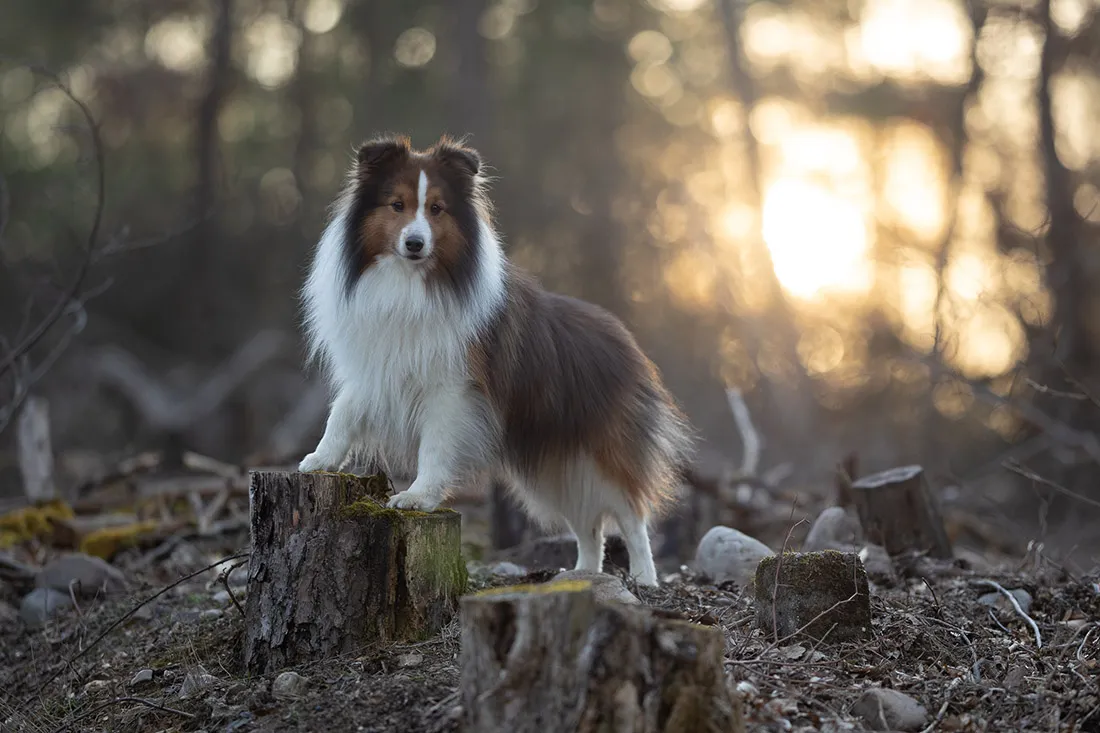 Coaching Tierfotografie Hundefotografie Bildbearbeitung Sheltie im Sonnenuntergang Vorher