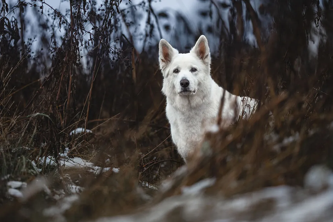 Coaching Tierfotografie Hundefotografie Bildbearbeitung weißer Schäferhund in Wald Nachher