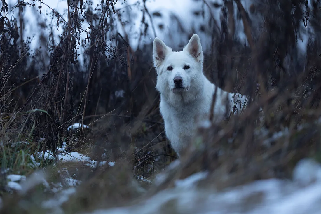 Coaching Tierfotografie Hundefotografie Bildbearbeitung weißer Schäferhund in Wald Vorher