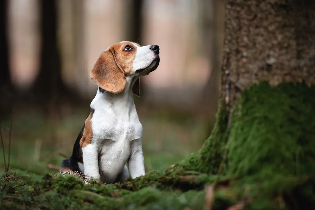 Coaching Tierfotografie Hundefotografie Bildbearbeitung Beagle in Wald Nachher