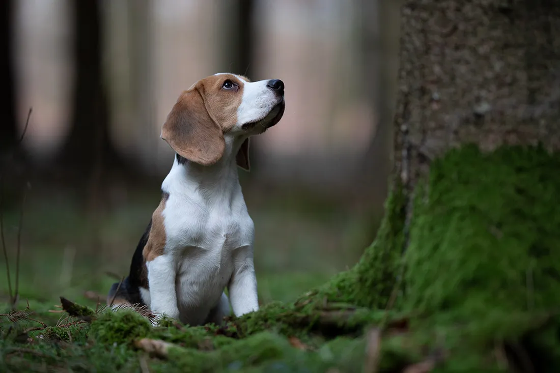 Coaching Tierfotografie Hundefotografie Bildbearbeitung Beagle in Wald Vorher