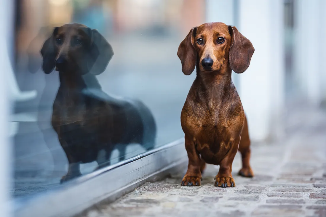 Coaching Tierfotografie Hundefotografie Bildbearbeitung Dackel in City Nachher