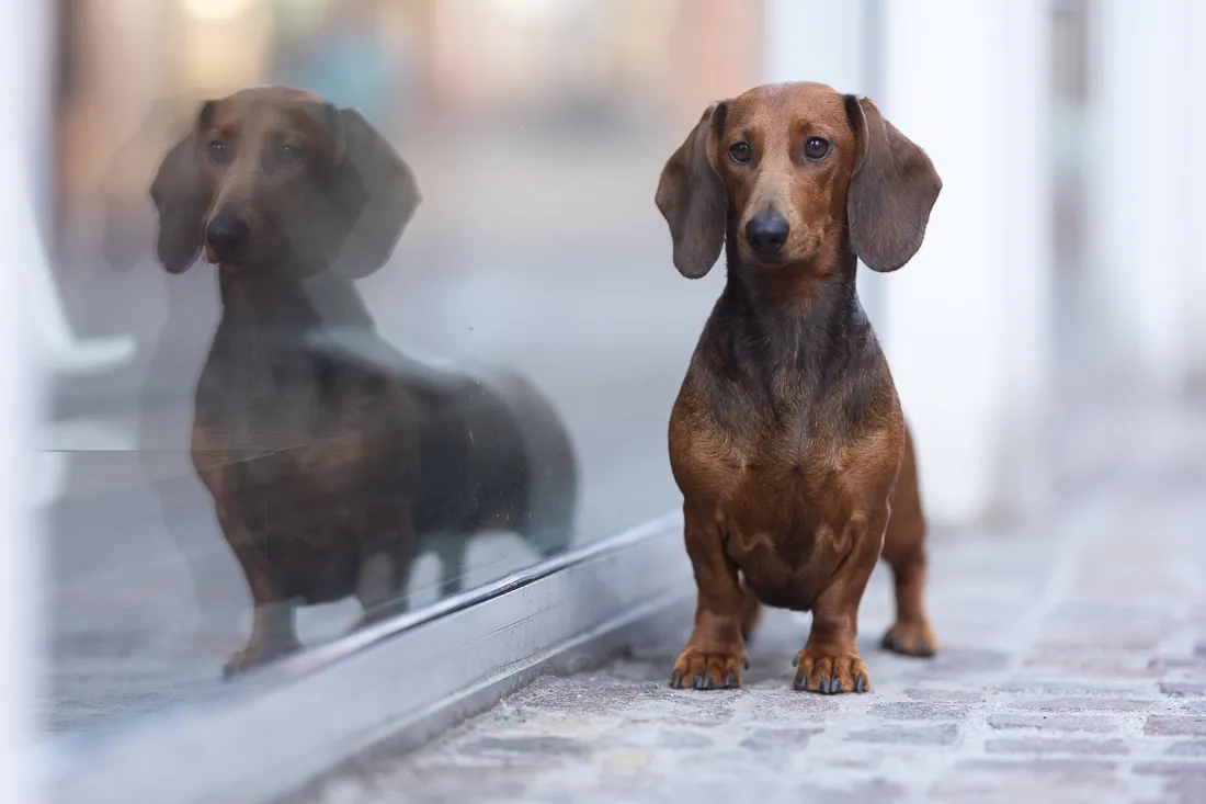 Coaching Tierfotografie Hundefotografie Bildbearbeitung Dackel in City Vorher