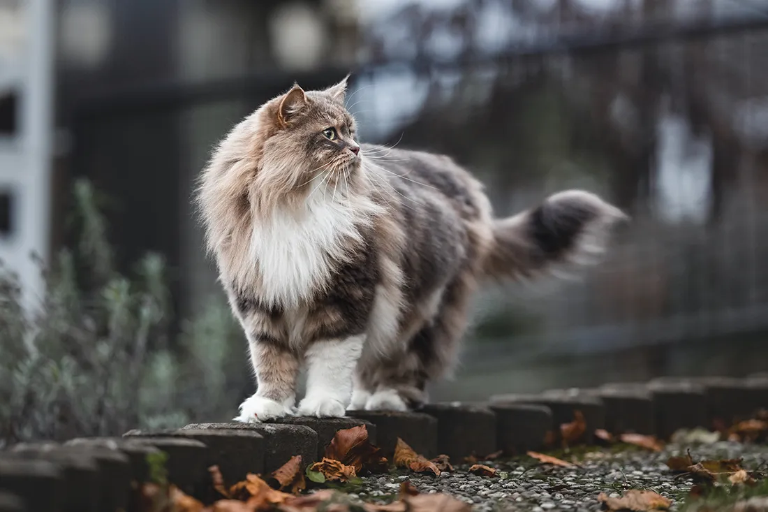 Coaching Tierfotografie Katzenfotografie Bildbearbeitung Kater stehend Nachher