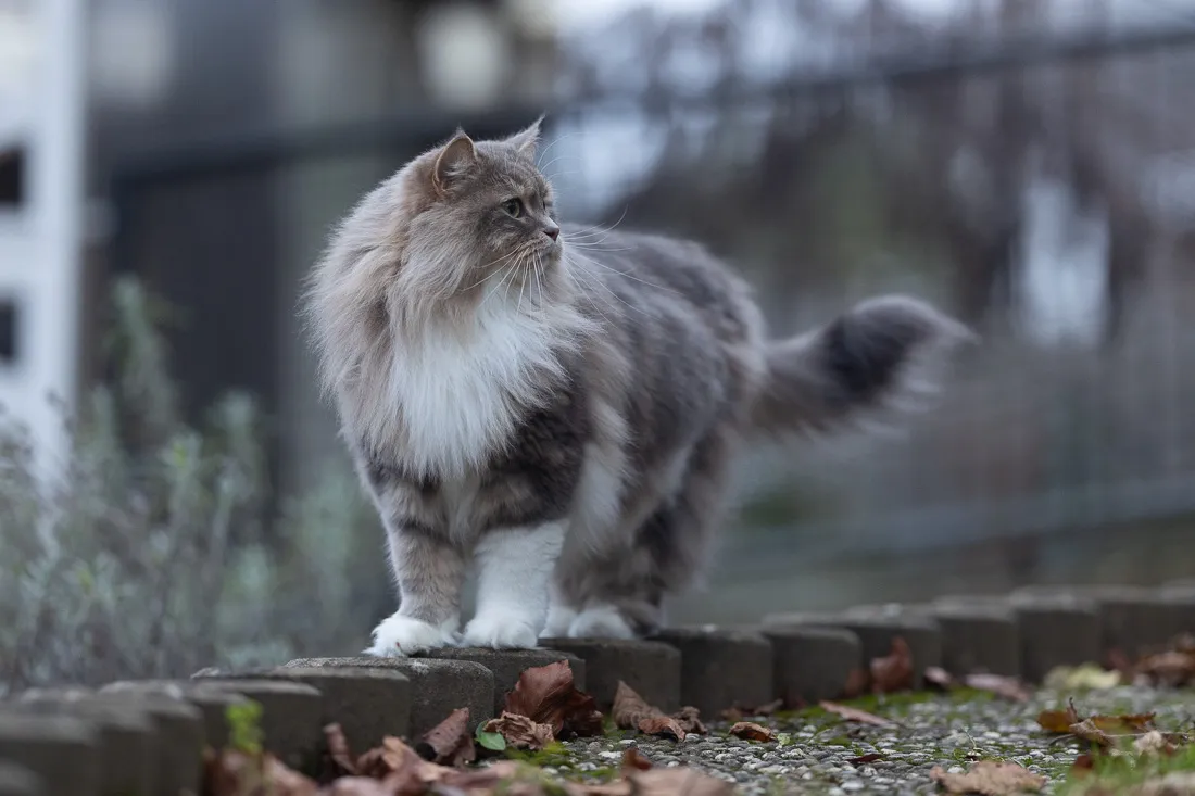 Coaching Tierfotografie Katzenfotografie Bildbearbeitung Kater stehend Vorher