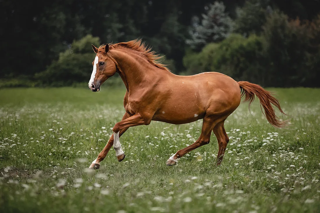 Coaching Tierfotografie Pferdefotografie Bildbearbeitung Warmblut galoppierend Nachher