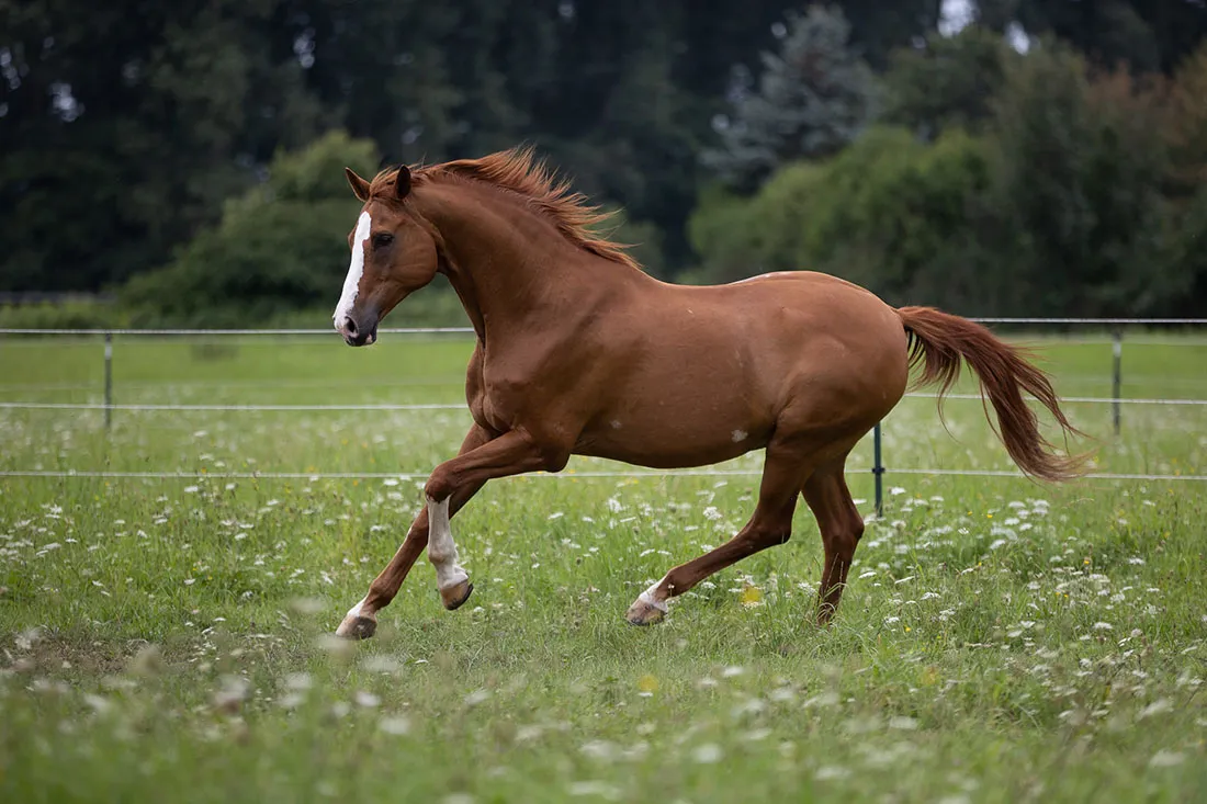 Coaching Tierfotografie Pferdefotografie Bildbearbeitung Warmblut galoppierend Vorher