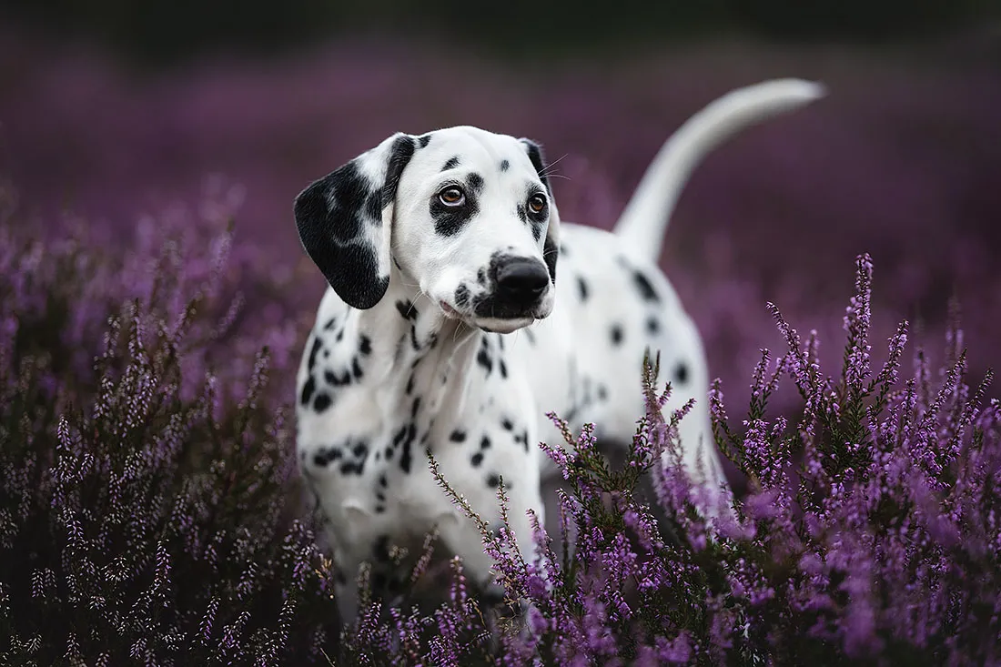 Fotografie Hundefotoshooting Dalmatiner Welpe in blühender Heide in Heidelberg